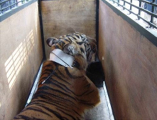 GPS COLLAR SEBAGAI ALAT ALTERNATIF STUDI PERGERAKAN HARIMAU SUMATERA Panthera tigris sumatrae