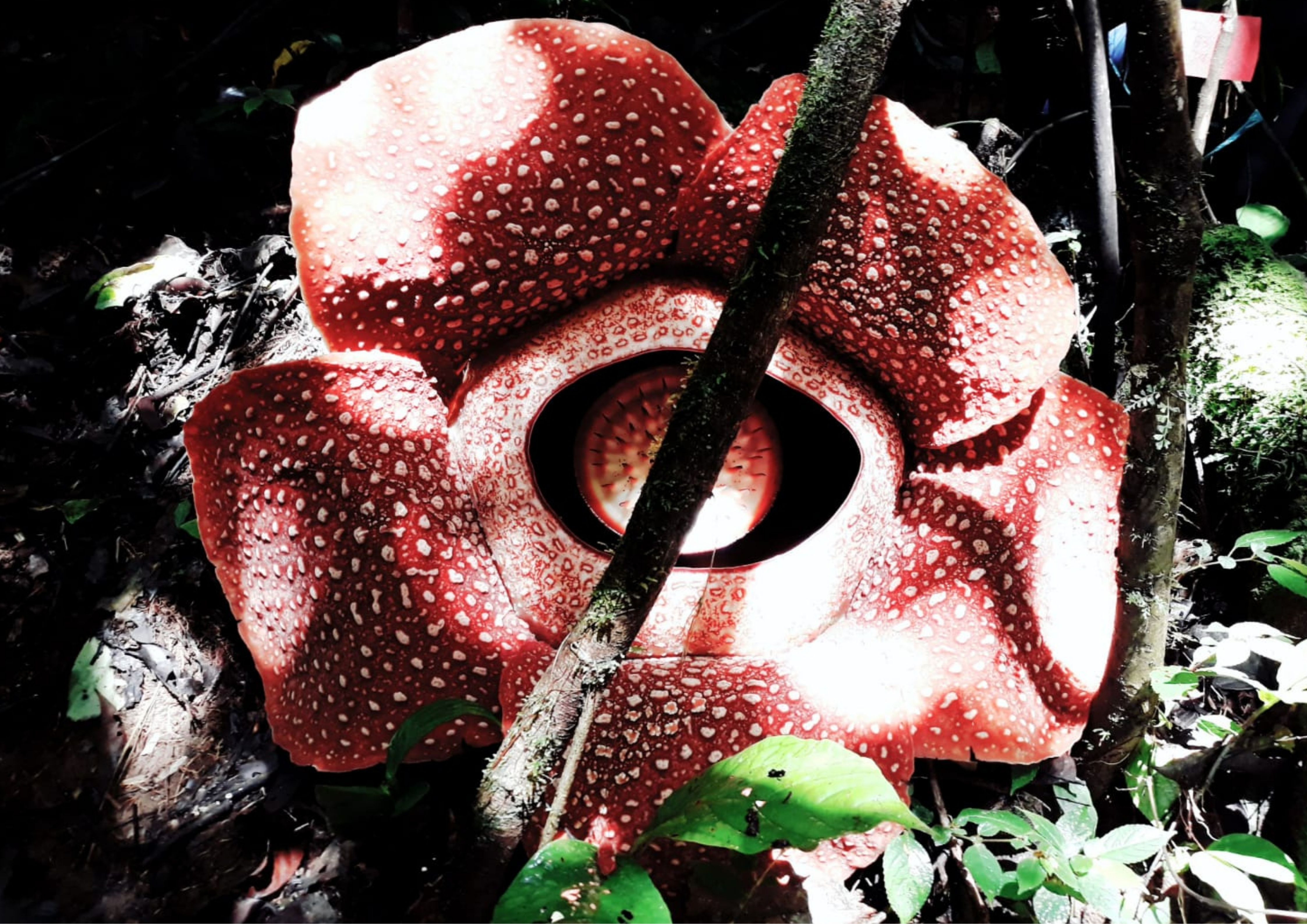 Eloknya Bunga Rafflesia arnoldii yang Sedang Mekar di Suaka Margasatwa Isau-Isau