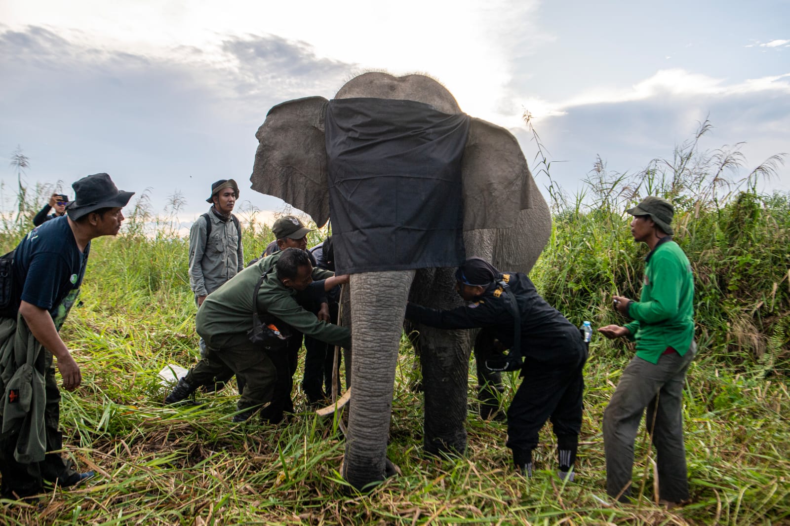 Pemasangan GPS Collar Ketiga pada Kelompok Gajah Sumatera di Sumatera Selatan
