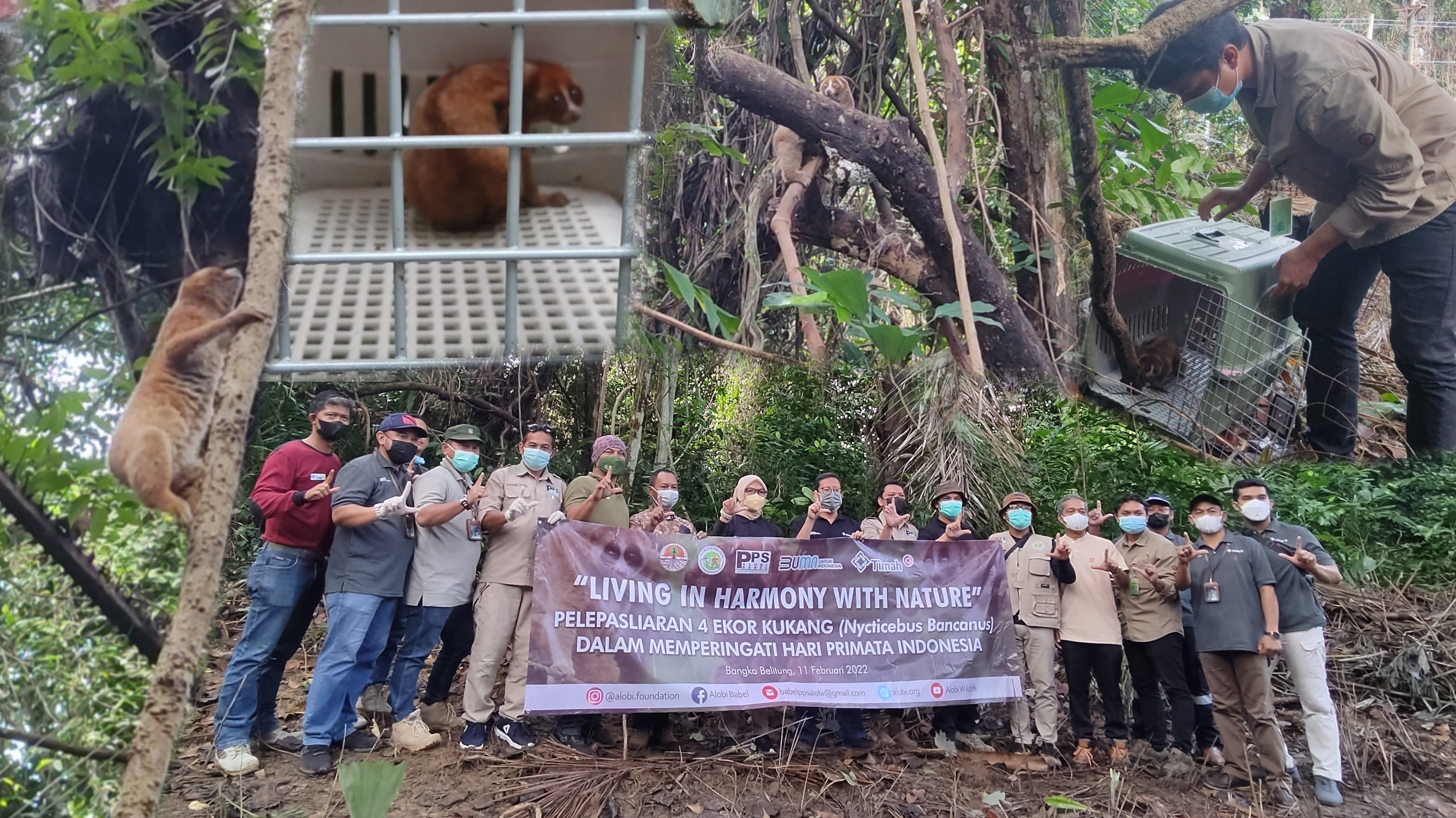 Peringati Hari Primata Indonesia  4 Ekor Kukang Bangka (Nycticebus bancanus) Kembali Ke Rumah
