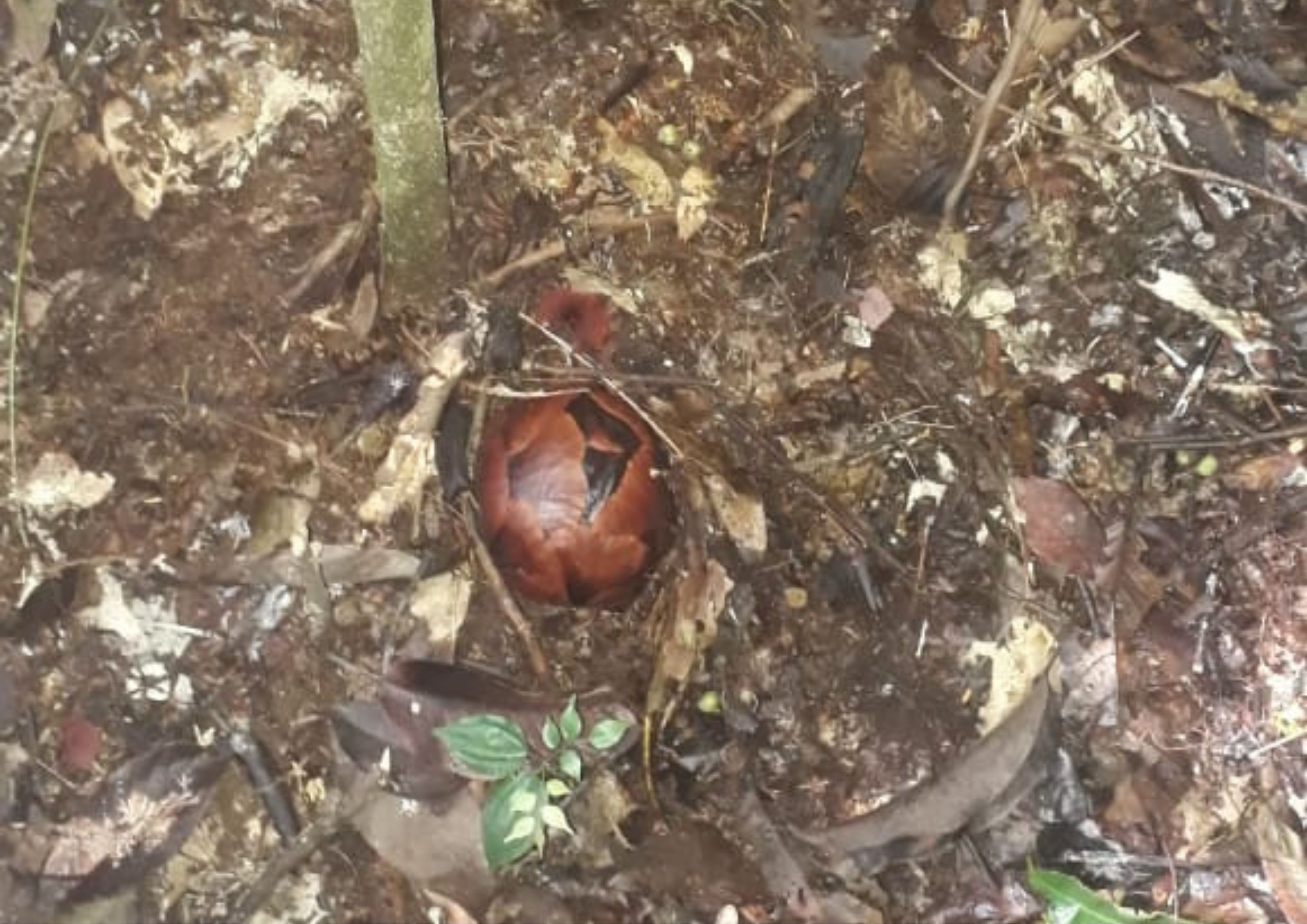 Patroli Bersama MMP, BKSDA Sumsel Temukan Rafflesia arnoldii