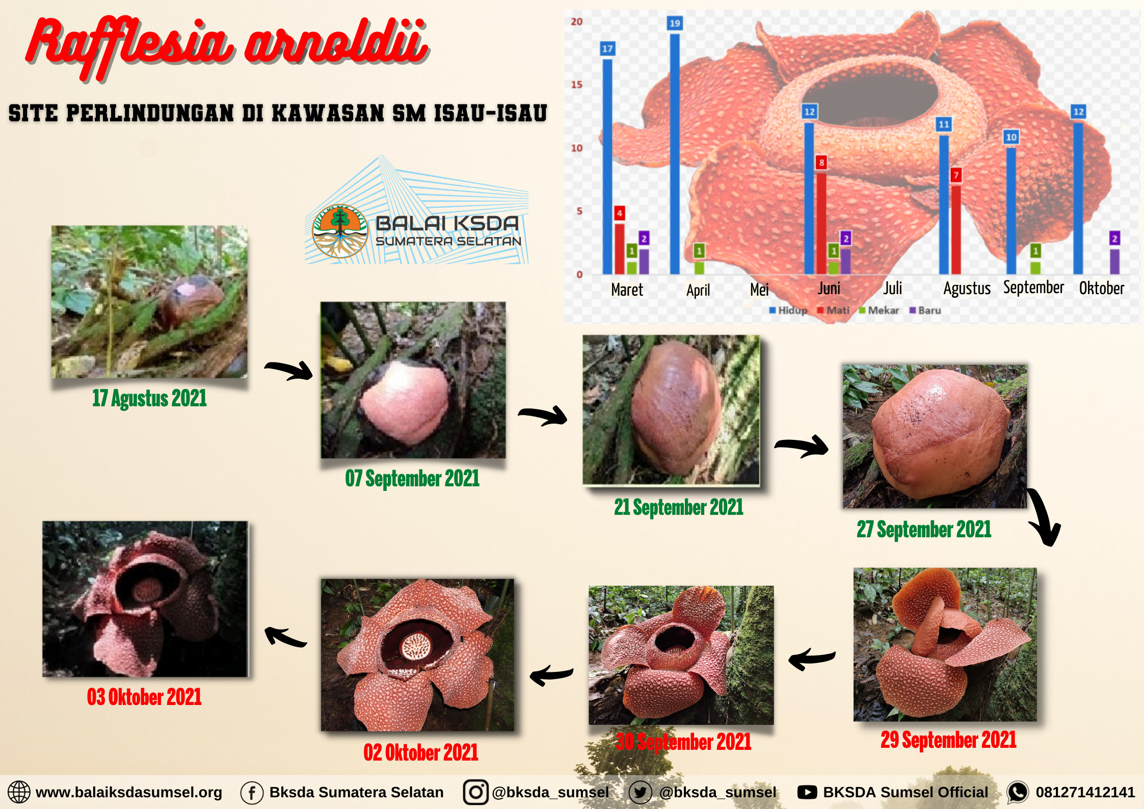 Rafflesia arnoldii di Suaka Margasatwa Isau-Isau